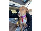 Adopt Bentley a Mixed Breed (Medium) / Mixed dog in Fond du Lac, WI (41181127)