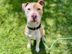 Adopt WEEZY a Pit Bull Terrier