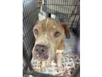 Adopt Twig a American Staffordshire Terrier / Mixed dog in Darlington