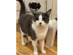 Adopt Pepper a Gray, Blue or Silver Tabby Domestic Shorthair / Mixed (short