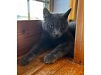Adopt Bonsai a Gray or Blue Domestic Shorthair (short coat) cat in Brookings