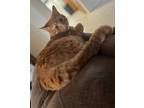 Adopt Ollie a Orange or Red American Shorthair / Mixed (short coat) cat in