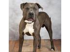 Adopt Wicky a Pit Bull Terrier