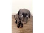 Adopt Nova a Brown/Chocolate Labrador Retriever / Australian Shepherd / Mixed