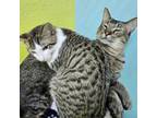 Adopt Skittles & Tommy a Domestic Short Hair