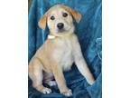 Adopt Scarlett a Tan/Yellow/Fawn Great Pyrenees / Mixed dog in Longview