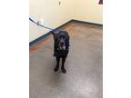 Adopt Frannie a Black Labrador Retriever / Mixed dog in Independence