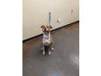 Adopt Harvard a Tan/Yellow/Fawn American Pit Bull Terrier / Mixed Breed (Medium)