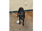 Adopt Margie a Black Labrador Retriever / Mixed Breed (Medium) / Mixed (short