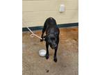 Adopt Margie a Black Labrador Retriever / Mixed dog in Independence