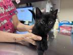 Adopt Vanna a All Black Domestic Shorthair / Domestic Shorthair / Mixed cat in