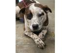 Adopt Floyd a Brown/Chocolate Australian Cattle Dog / Mixed dog in Bowling