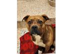 Adopt Eclipse 52625 a Brown/Chocolate Mixed Breed (Medium) / Mixed Breed
