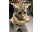 Adopt itty bitty :) a Gray or Blue Domestic Shorthair / Mixed Breed (Medium) /
