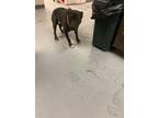Adopt 55917832 a Black American Pit Bull Terrier / Mixed dog in Los Lunas