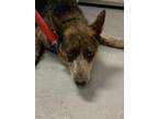 Adopt 55918123 a Black Australian Cattle Dog / Mixed dog in Los Lunas