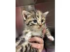 Adopt Jovie a Brown Tabby Domestic Mediumhair / Mixed Breed (Medium) / Mixed