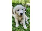 Adopt Sawyer a Great Pyrenees