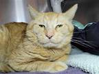 Adopt Grits a Orange or Red Domestic Shorthair / Mixed cat in Millersville