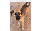 Adopt Tessa a Brown/Chocolate Shepherd (Unknown Type) / Mixed dog in Phoenix
