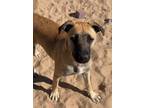 Adopt Sassy a Brown/Chocolate Shepherd (Unknown Type) / Mixed dog in Phoenix