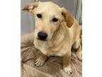 Adopt Flor a Tan/Yellow/Fawn Labrador Retriever / Mixed dog in Phoenix