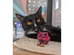 Adopt Nezcalli (Purrfect Day Cafe) a All Black Domestic Shorthair / Domestic