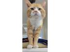 Adopt Pyrite a Orange or Red Domestic Shorthair / Domestic Shorthair / Mixed cat