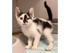 Adopt War Emblem a Domestic Short Hair