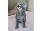 Adopt Chowder a Gray or Blue Domestic Shorthair / Mixed Breed (Medium) / Mixed