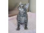 Adopt Chowder a Gray or Blue Domestic Shorthair / Domestic Shorthair / Mixed cat