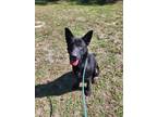 Adopt Ariel a Black German Shepherd Dog / Mixed Breed (Medium) / Mixed (short