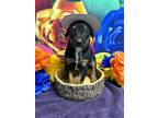 Adopt Via a Black Doberman Pinscher / Mixed dog in San Antonio, TX (41461039)
