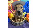 Adopt Car a Brown/Chocolate Doberman Pinscher / Mixed dog in San Antonio
