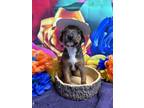 Adopt Vespa a Brown/Chocolate Doberman Pinscher / Mixed dog in San Antonio