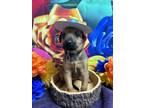 Adopt Cab a Brown/Chocolate Doberman Pinscher / Mixed dog in San Antonio
