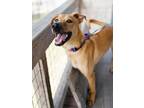 Adopt Chip a Tan/Yellow/Fawn Black Mouth Cur / Mixed dog in San Antonio