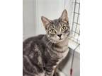 Adopt Yo-Yo a Gray or Blue Domestic Shorthair / Domestic Shorthair / Mixed cat