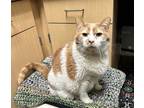 Adopt Wiggles a Orange or Red Domestic Shorthair / Mixed Breed (Medium) / Mixed