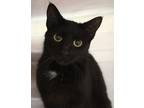 Adopt 5/18 a All Black Domestic Shorthair / Mixed Breed (Medium) / Mixed (short