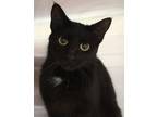 Adopt 5/18 a All Black Domestic Shorthair / Domestic Shorthair / Mixed cat in