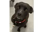 Adopt Lana a Black Mixed Breed (Medium) / Mixed dog in Calgary, AB (41265598)