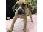 Adopt Chunk a Black Mouth Cur, Mixed Breed