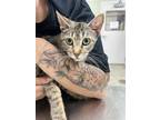 Adopt Jalapeno a Brown or Chocolate Domestic Shorthair / Domestic Shorthair /