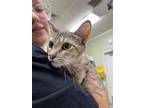 Adopt Blackberry a Brown or Chocolate Domestic Shorthair / Domestic Shorthair /