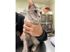 Adopt Fig a Gray or Blue Domestic Shorthair / Domestic Shorthair / Mixed (short