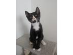 Adopt Tater a All Black Domestic Shorthair / Domestic Shorthair / Mixed cat in
