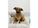 Adopt Kora a Tan/Yellow/Fawn American Pit Bull Terrier / Mixed Breed (Medium) /