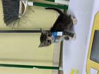 Adopt F24 FL 565 Ashton a Brown or Chocolate Domestic Shorthair / Domestic