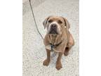 Adopt Cream Cheese a Brown/Chocolate Mastiff / Mixed dog in Atlanta